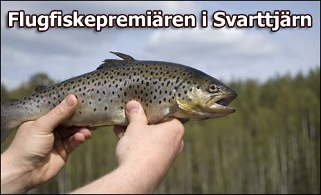 svarttjärn lindesberg svarttjärn lindesberg